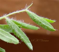  Rachis with leaflets and small tendril